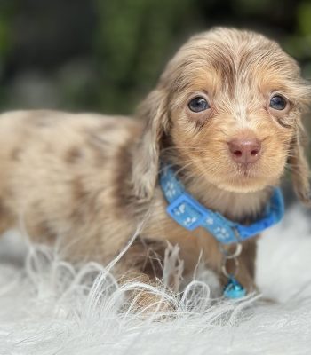 unnamed - 2025-11-27T090753.237