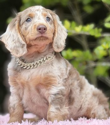 unnamed - 2026-03-25T093314.458